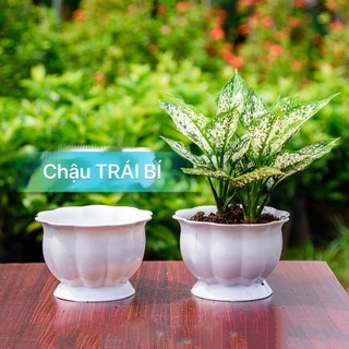 Chậu nhựa trái bí nhỏ 17cm cực xinh gọn