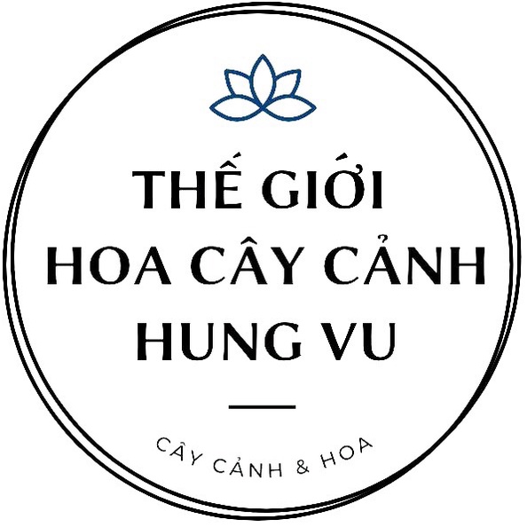 Cây chanh tứ quý đang quả - THẾ GIỚI HOA CÂY CẢNH - cao 40cm .