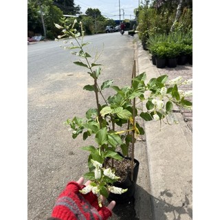 cây bạch tràm hương ( cây lớn )