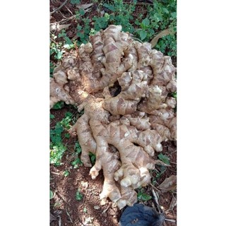 1kg gừng ta,gừng tươi