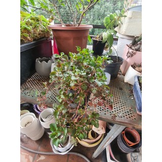 Rau cải xoong nhật chậu 5-6 cây