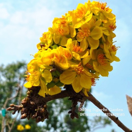 (Cho hoa Tết) cây mai Tiên Vua - (đảm bảo mặt hoa) hàng sưu tầm, bonsai gốc ghép đẹp