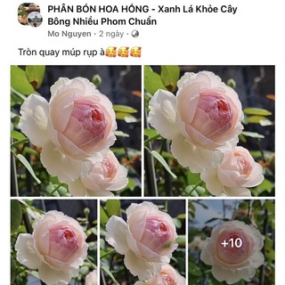 ĐẠM CÁ TẢO BIỂN NHẬT BẢN