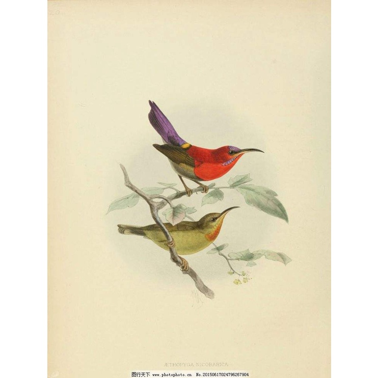 Cám Hút Mật Cường Phạm số 2 - Cám Hót