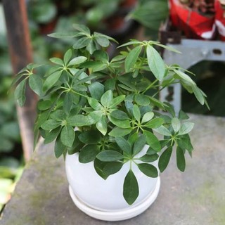 Cây 🌲 Ngủ gia bì mệnh Dần