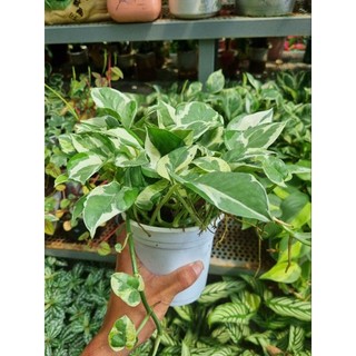 Chậu cây trầu bà sữa - Epipremnum Aureum