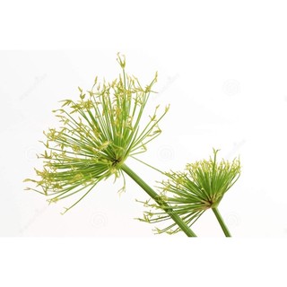 Dwarf papyrus - thuỷ sinh mầm thuỷ trúc thái - cây thuỷ sinh bán cạn