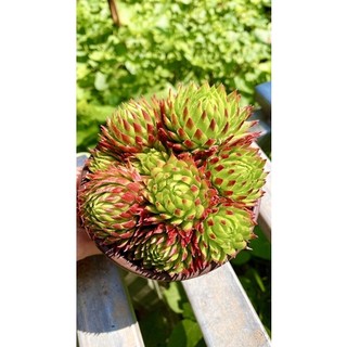sen đá trúc phật bà sz 12 cm