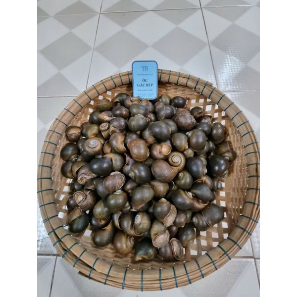 Ốc gác bếp siêu sạch 1 kg