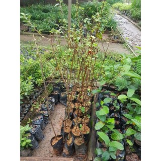 cây táo mèo rừng giống (cây sơn tra)