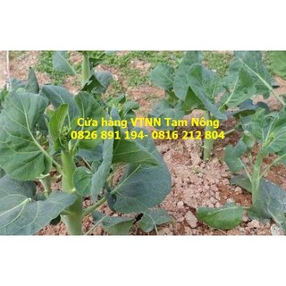 HẠT GIỐNG CẢI LÀN THÂN MẬP
