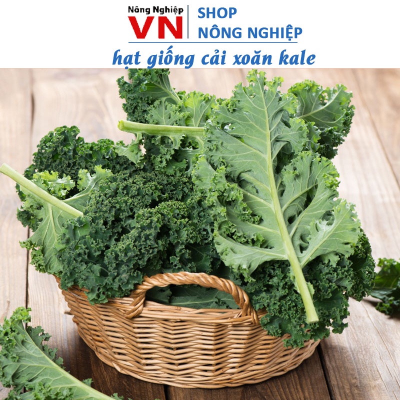 SALE 1K - 35H hạt giống cải kale xoăn - vua của các loại rau xanh - ăn ngon, dễ trồng, giàu dinh dưỡng nhất