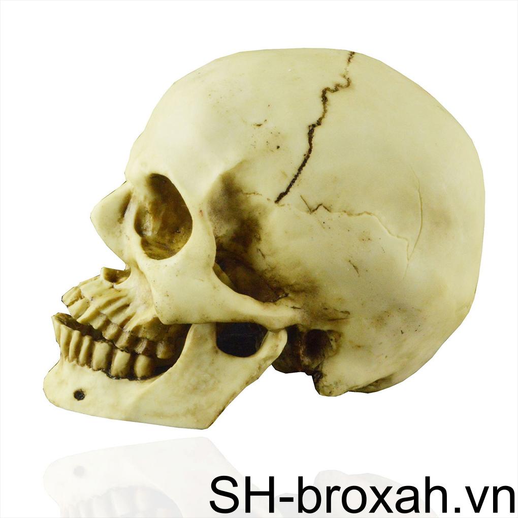 Đồ trang trí Đầu Lâu Người Bằng Nhựa Resin Trang Trí Halloween