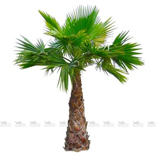 Hạt giống cây cọ mỹ  - gói 5hạt