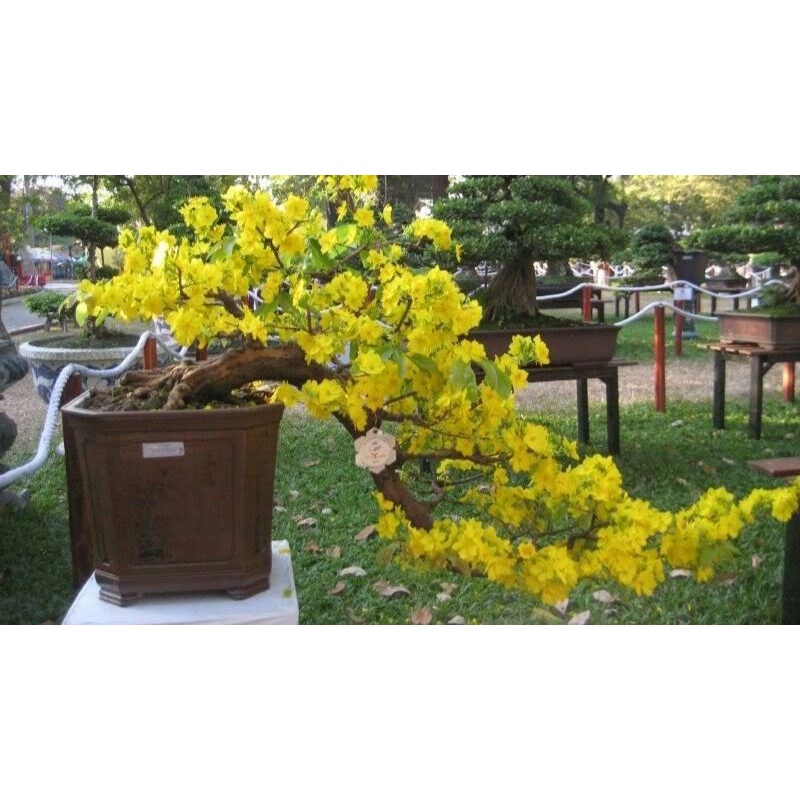 hạt giống Cây cảnh Bonsai Mai vàng SHOP MỚI KHYẾN MẠI GIÁNG SINH