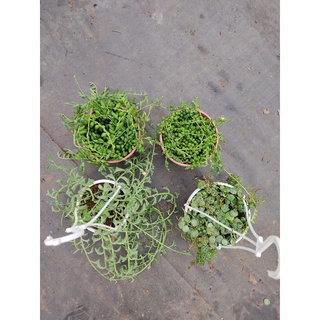 Chậu cứng 4 loại String