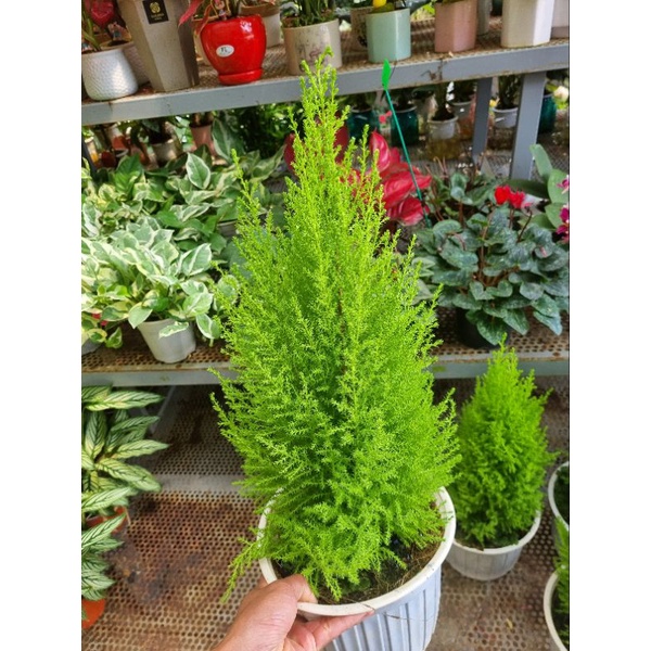 Cây tùng thơm -upressus macrocarpa