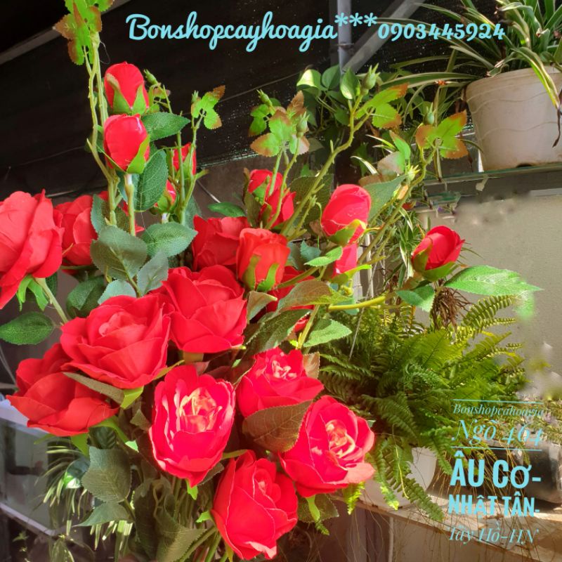 Cành hoa hồng nhung 3 bông,2 nụ nhiều lộc,cao 1m15.