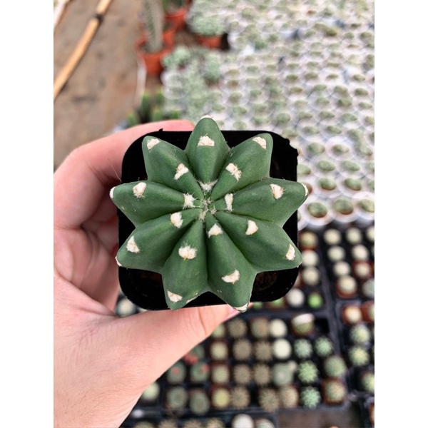 Xương rồng ECHINO hàng hạt size chậu 5cm / Xương rồng NHẬT TÂN