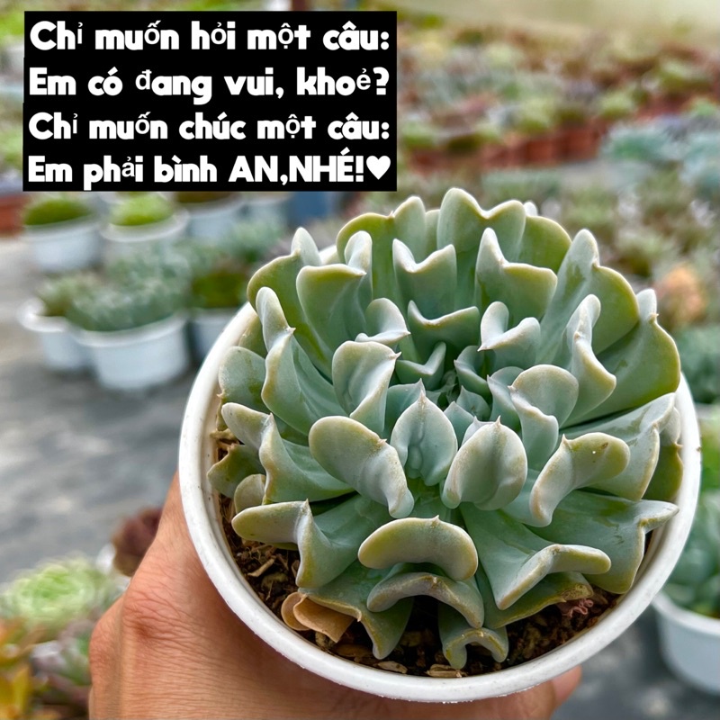 sen đá Cúc Trắng size trung 10-12cm THUANPHAT GARDEN, thích nghi mọi khí hậu, lỗi 1 đổi 1