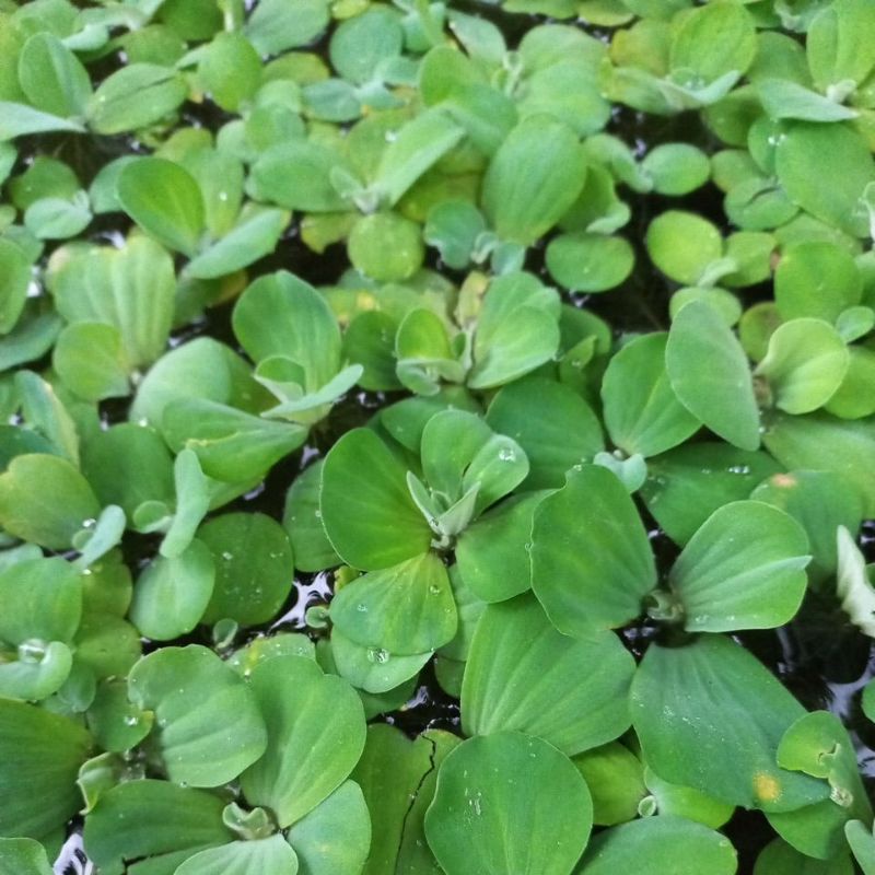 Cây thủy sinh bèo cái giúp lọc nước, trang trí hồ cá cảnh CTS011