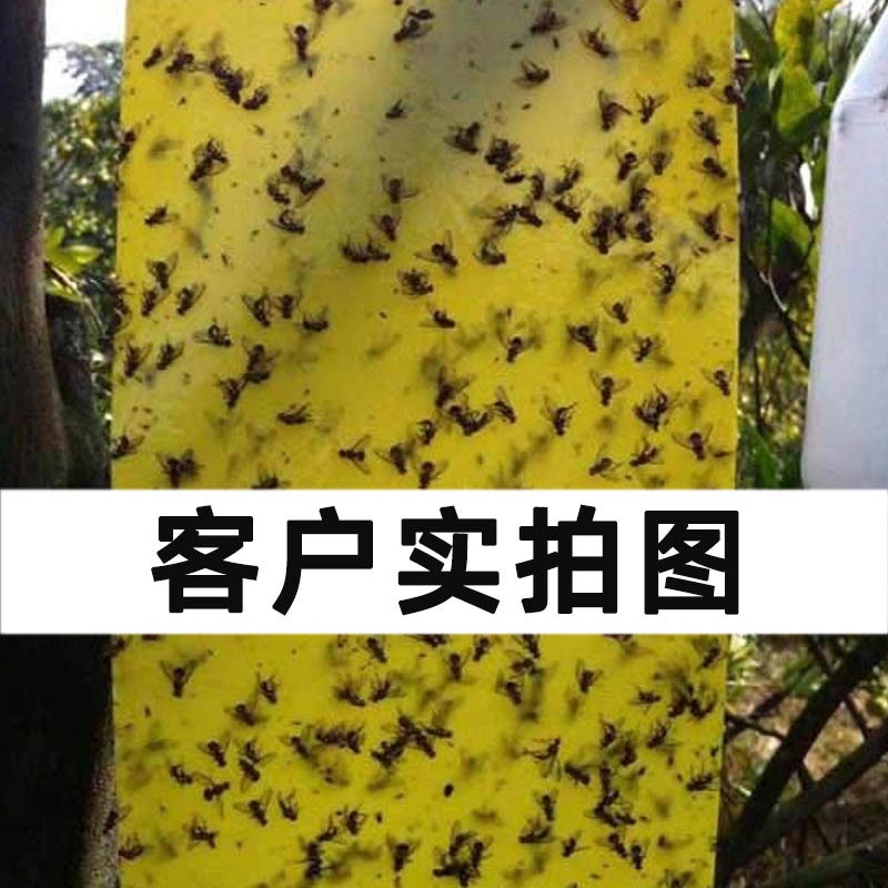 Set 10 Miếng Dán Hai Mặt Bắt Côn Trùng Màu Vàng Và Xanh Dương