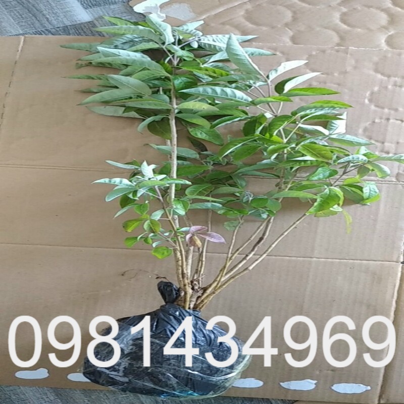 Cây Ngũ Trảo Giống  Bao Sống