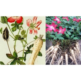 Hạt giống nhân sâm bố chính - Gói 10 hạt
