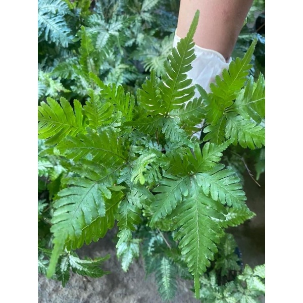 Cây dương xỉ var, cẩm thạch trang trí bể terrarium,bán cạn