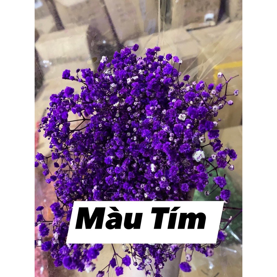 Hoa baby khô Hoa khô quà tặng decor trang trí