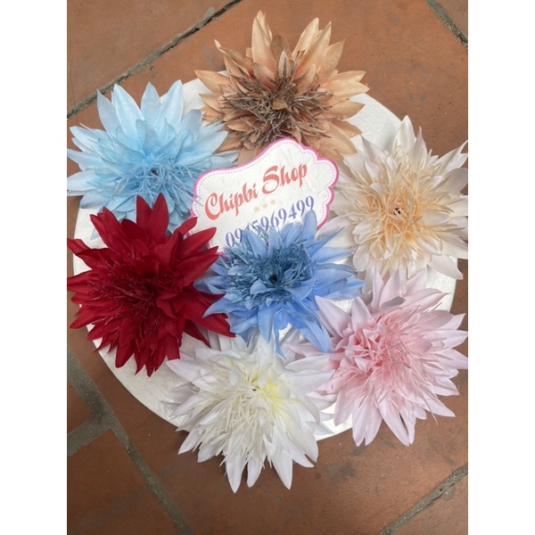 hoa cúc râu nhọn