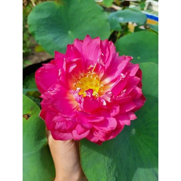 Củ hoa sen thúy túy hồng an