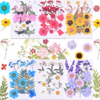 Hoa Khô Ép Dùng Trang Trí Nhà Cửa DIY