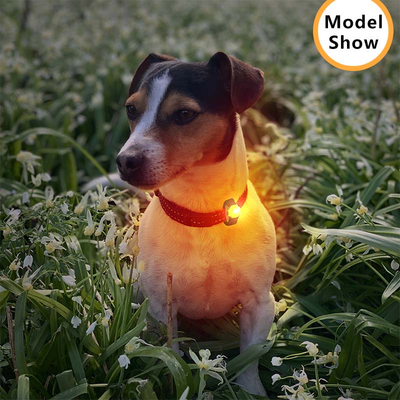 HamshMoc Dây Dắt Thú Cưng Đi Dạo Chống Thấm Nước Có Đèn LED Sạc USB Tiện Dụng