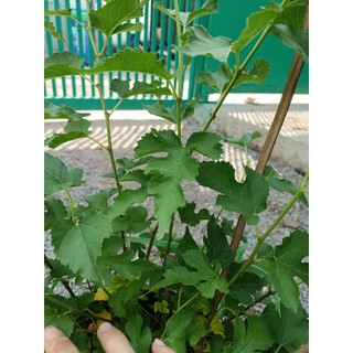 Cây dâu tằm 30-40cm (Đã bật hỏa tốc HCM)