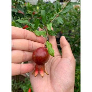 Cây 🌲 Lựu ấn độ đang hoa đang trái