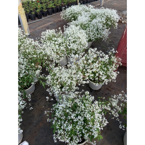 Cây hương tuyết cầu _ Nhà vườn Hoa Linh