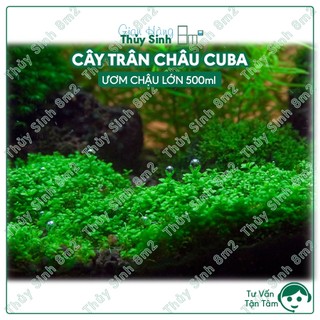 Trân châu cuba | cây thủy sinh trải nền, tiền cảnh | 8m2