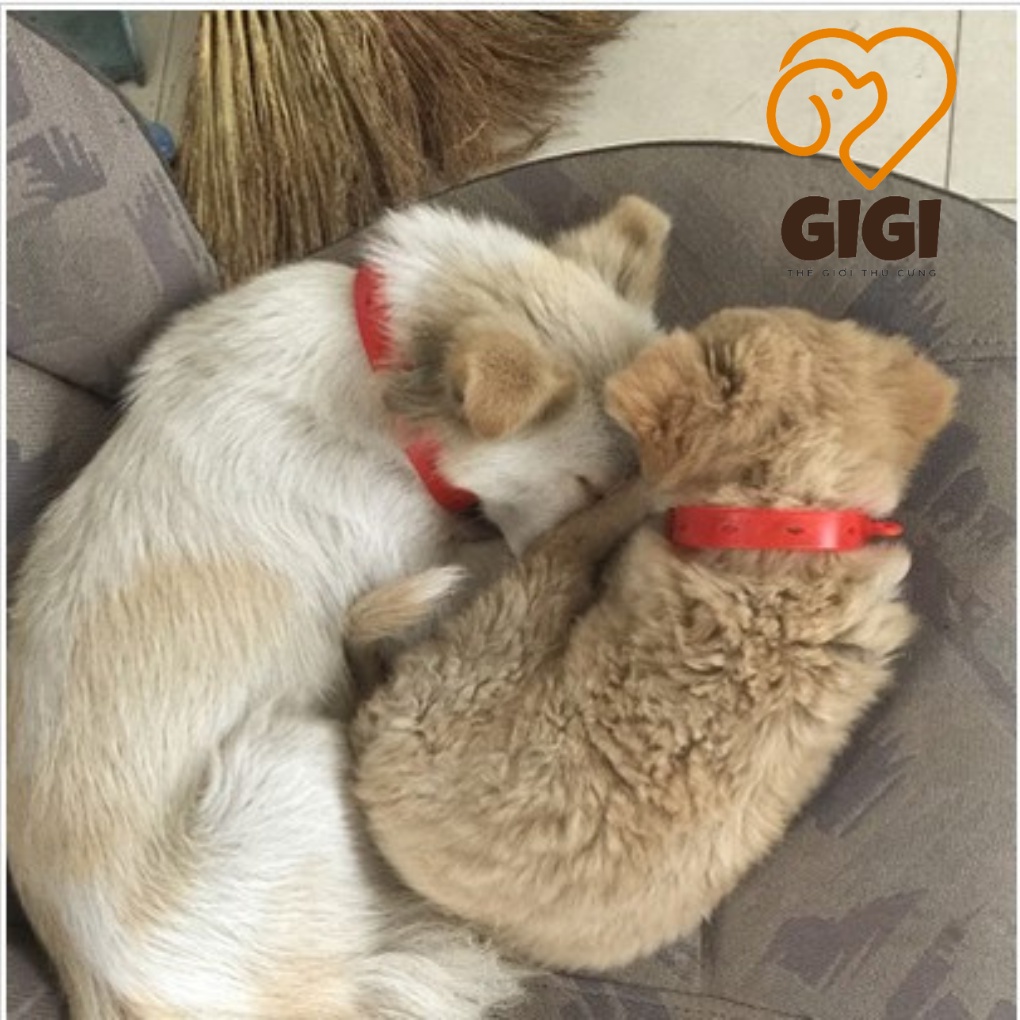 Vòng cổ chống ve rận bọ chét có thể điều chỉnh kích thước chiết xuất thiên nhiên cho thú cưng chó mèo - GiGi Pet Shop