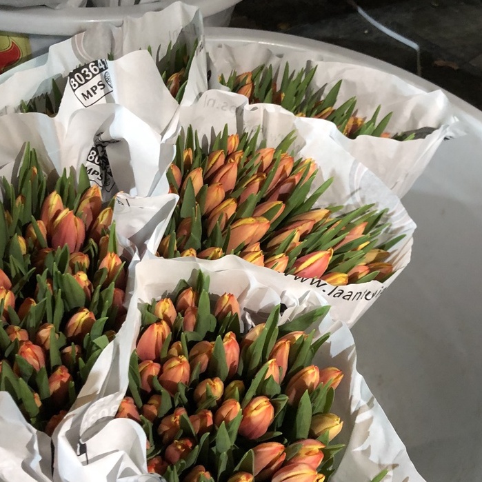 Tulip màu cam | Ship hỏa tốc| Hoa tươi Gi.farm