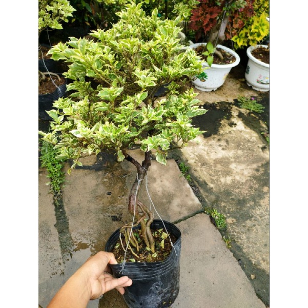 Chậu hoa giấy cẩm thạch