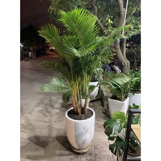 chậu cây CAU LỤA VÀNG ( CÂY CAU NHẬT )