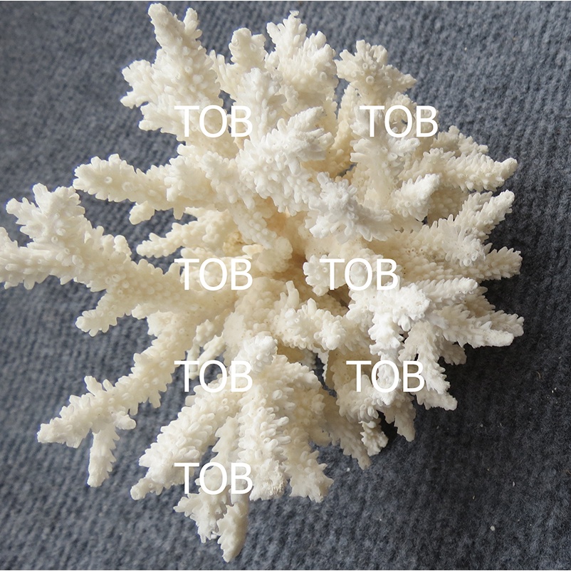 San hô trang trí bể cá thủy sinh