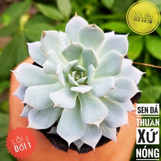 Sen đá ngọc trinh 20k🍏 |FREESHIP| 🔥 XỨ NÓNG, ĐÃ THUẦN KHÍ HẬU, KHOẺ ĐẸP 🍏 LỖI 1 ĐỔI 1