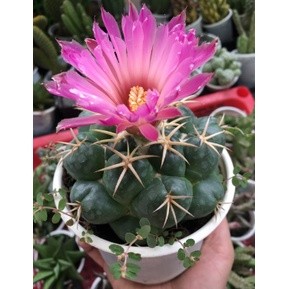 Xương rồng cory hàng hạt kích cỡ từ 1-3 cm
