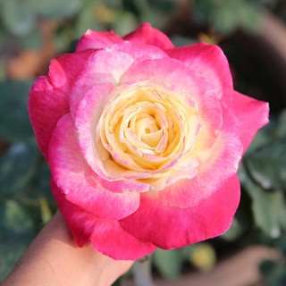 Hoa hồng bụi Double Delight rose - hoa thơm, hoa to, màu nổi bật