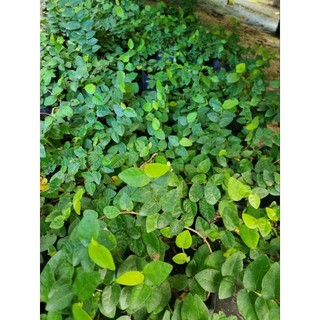 Cây thằng lằn leo tường (cây vảy ốc)