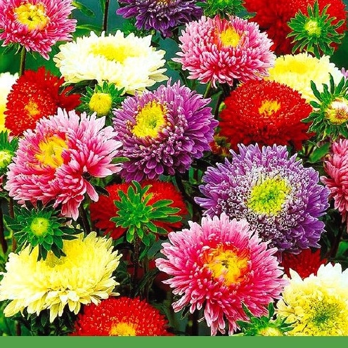 Phân Bón Bông To Hết Cỡ (gói 25g), siêu bự bông, dưỡng hoa giúp màu sắc đẹp, tươi lâu, mập cuống