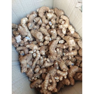 Củ nghệ đen tươi (củ nhánh để trồng) 1kg