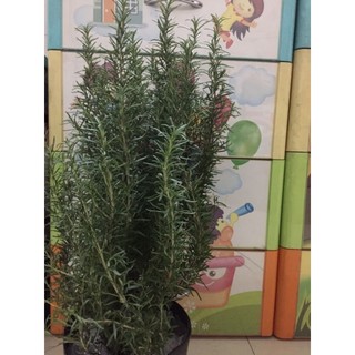 Size lớn chậu hương thảo